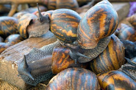 Résilience économique / Cultures maraîchères et escargots pour croiser le fer contre le Covid-19