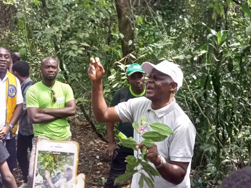 Professeur en botanique / Kouassi Édouard : « Le cure-dent Gouro est aphrodisiaque seulement si...»