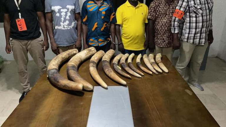 Un député et 5 autres personnes interpellés pour trafic d’ivoire / L’affaire placée en instruction